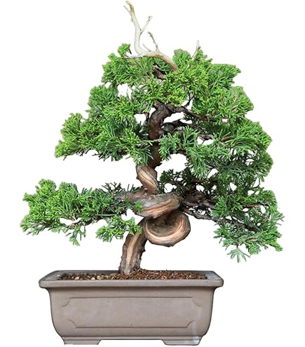Amazon｜盆栽 糸魚川真柏（833885）【現品】｜観葉植物 オンライン通販