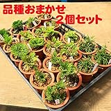 山野草：岩ひば（イワヒバ）おまかせ２品種２個セット