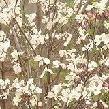 ハナミズキ：ファスティホワイト根巻き樹高0.9～1.1m[直立性の樹形となる大輪白花品種]