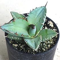 Amazon｜ITANSE アガベ チタノタ・ブルー 2.5号 1個売り