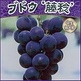 葡萄(ぶどう)苗木　藤稔ブドウ（挿し木苗）