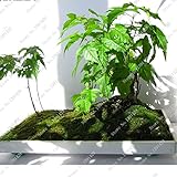 1 bag = 30 pcs Rare Coulerful Maple Tree Seeds Bonsai Garden Plants In Pots Seeds of Japanese Maple 