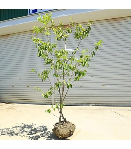 山採り養成。鉢植えソヨゴ。 Amazon｜山採り養成。鉢植えソヨゴ。｜観葉植物 オンライン通販