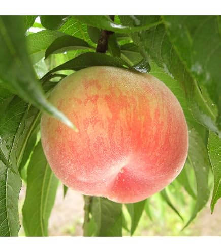 Amazon.co.jp: 桃苗 果樹大玉白鳳苗 接ぎ木2年生 高さ70センチ 1本