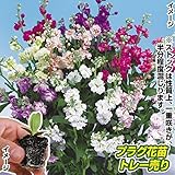 国華園　プラグ花苗 スプレイストックミックス(70本入・花色無選別)【※発送が国華園からの場合のみ正規品です】