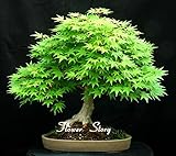 8 Kinds Japanese Maple Bonsai Tree Seeds Garden Plants for home 20 Pcs each kind 20 Evergreen Maple