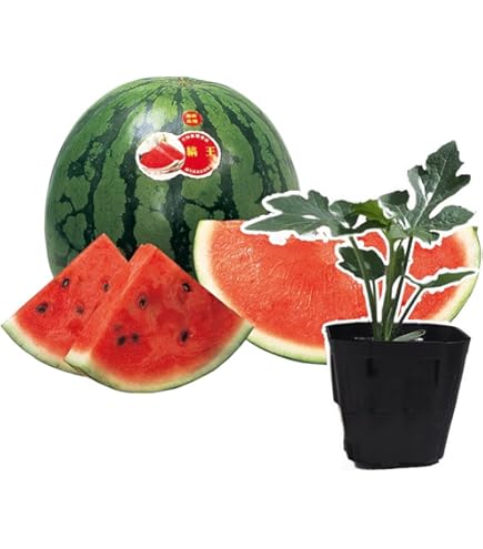 Amazon | スイカ 羅皇 らおう 9cmポット苗 接ぎ木 西瓜 | 野菜