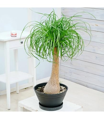 Amazon｜観葉植物 トックリラン（ノリナ ポニーテール） 鉢植え