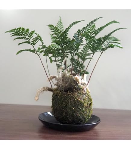 Amazon.co.jp: ディクソニア アンタルクティカ 5号 シダ植物 : DIY