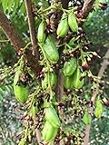 Averrhoa bilimbi Oxalidaceae 10 Seeds ThailandMrk
