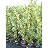 【5本セット】 ラカンマキ 樹高0.8m前後 15cmポット 生垣 らかんまき マキ まき 苗木 植木 苗 庭木 生け垣