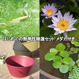 (ビオトープ/睡蓮)はじめての熱帯性睡蓮セット メダカ+浮き草他付 睡蓮水色+鉢450レッドベリー 説明書付き (休眠株) 本州・四国限定[生体]
