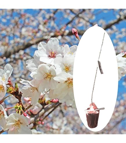 Amazon.co.jp: Sakura Sapling, Yoshino Yomei (Someyoshino) 1st