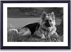 Amazon Co Jp 草 の上に横たわるかわいいジャーマン シェパード 動物 白黒の絵画 装飾画 壁飾り アートパネル インテリアアート 木製の枠 壁ポスター モダン 現代壁の絵 額縁付きの完成品 横 35 50cm ホーム キッチン