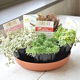 相武ガーデン 多肉植物 セダム5個セット