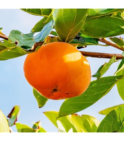 Amazon | 柿の苗木 【富有柿】 完全甘柿 1年生接木苗 | 果物