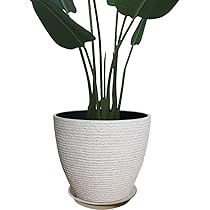 61sV5nZ1xQL._AC_UL210_SR210,