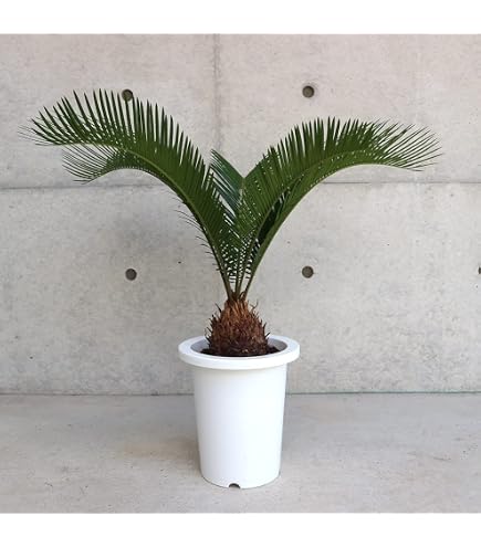 Amazon｜ソテツ（サイカス レボルタ、蘇鉄）8号サイズ｜観葉植物
