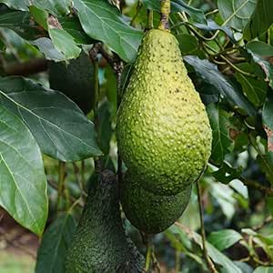 Amazon Co Jp アボカド ピンカートン 接木2年生苗木 7寸大苗 果樹 接木苗 7号ポット苗 品種 ピンカートン 1本売り 学名 Persea Americana クスノキ科ワニナシ属 常緑高木 1本で実がなります ピンカートンは1果300 500g ハス と リンコン の交配種で濃厚な