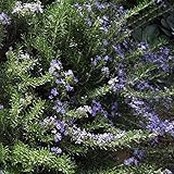 ハーブ 苗 【ローズマリー モーツァルトブルー （半匍匐性タイプ モーツアルトブルー）】 3号ポット×5株セット