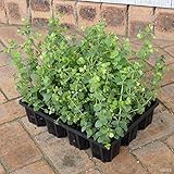 花オレガノ：ケントビューティー3号ポット 12株セット ノーブランド品