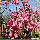 桜（サクラ）苗木　寒緋桜