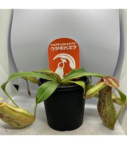 Amazon.co.jp: 食虫植物 ウツボカズラ ネペンテス ベントリコーサ 花芽