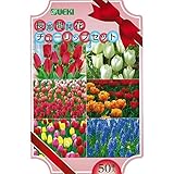 球根 ギフトボックス 50球入 長期間開花 セット チューリップ ムスカリ