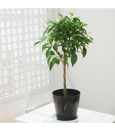 Amazon｜シタシオン ベンジャミン 斑入り 観葉植物 インテリア｜観葉