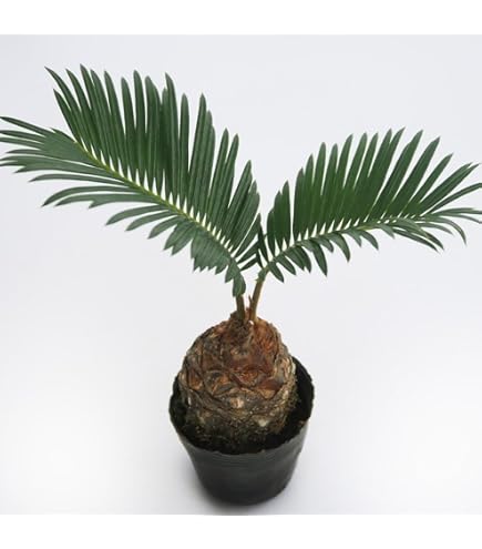 Amazon｜【charm】(観葉植物)サイカス ソテツ(蘇鉄) 3号(1鉢)｜観葉