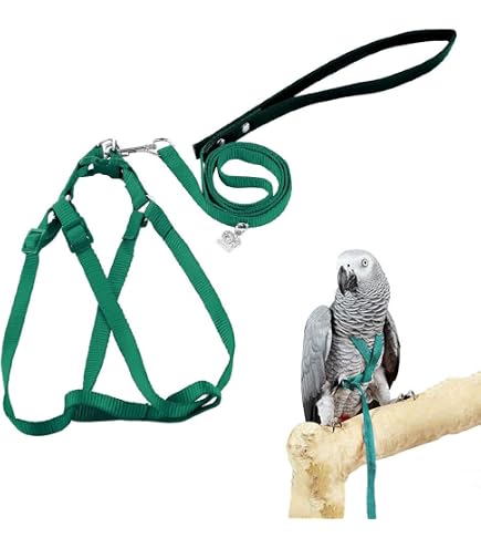 Amazon | AVIATORペットの鳥ハーネス: ミディアムグリーン | The