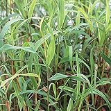 【メール便配送】国華園　花たね レモングラス 1袋（15粒）【※発送が国華園からの場合のみ正規品です】