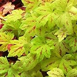 ヒューケレラ：サンライズフォール2.5号ポット 3株セット ノーブランド品