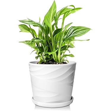 磯山4点セット　人気鉢 植木鉢 9点セット 受け皿付き 信楽焼 陶器 おしゃれ 4号 盆栽鉢