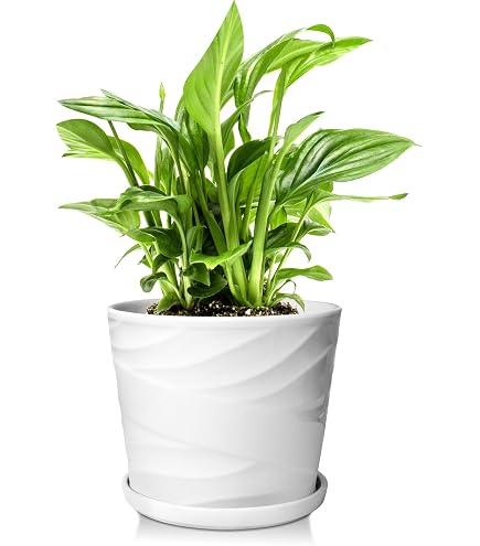 Amazon.co.jp: 植木鉢 おしゃれ 陶器鉢 マカルー (6色) 11cm 3.5号 穴
