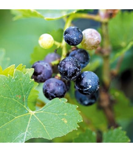 Amazon | 信州 山ぶどう 挿木苗 一才山ブドウ《果樹苗》 | 果物