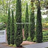 希少な木の種子30 ITALIAN CYPRESS（カプレサス・センパーヴァイレンス）ツリー、植木鉢プランター用の盆栽の木