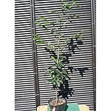 ホンサカキ(本榊) 樹高0.8ｍ前後 常緑高木 生垣