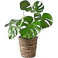 観葉植物 本物 モンステラ 6号 選べる鉢カバー付き (ブラウン)
