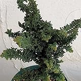 ヒノキ：石化ヒノキ（4年生）4号ポット ノーブランド品