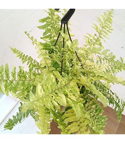 Amazon｜10号＊ネフロレピス＊ハッピーマーブル＊シダ観葉植物斑入り