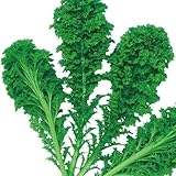 【メール便配送】　国華園　野菜たね　菜類　わさび菜　1袋(6ml)【※発送が国華園からの場合のみ正規品です】
