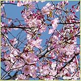 桜（サクラ）苗木　紅山桜（大山桜・蝦夷山桜）