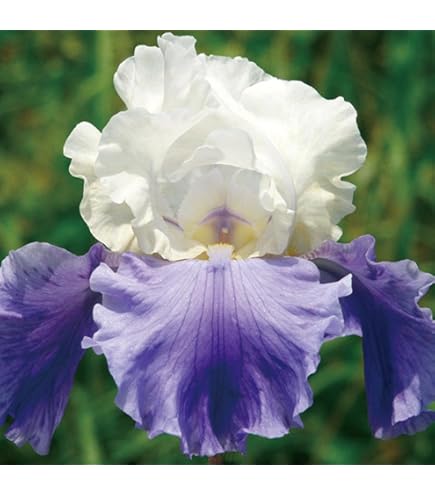 Amazon.co.jp: ジャーマンアイリス 株分け苗 タイタンズグローリー 1株