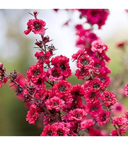 Amazon｜観葉植物：ギョリュウバイ*御柳梅 5号 プラポット｜観葉植物