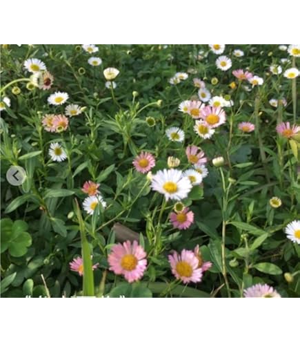 Amazon.co.jp: イチハツの苗 5株 : DIY・工具・ガーデン