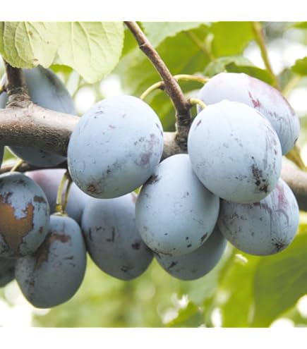 Amazon.co.jp: プルーン苗木 シュガープルーン 1年生苗 13.5cmポット苗