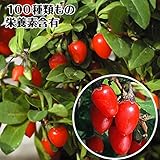 国華園　有用植物苗　クコ　千成　2株【※発送が国華園からの場合のみ正規品です】