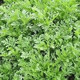 1オリジナルパック100種子/パックcrowndaisy oxeyedaisy種子、中国の野菜の種子