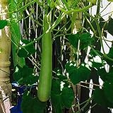 TOPmountain 緑の長いボトルのひょうたんの種 1パック ガーデニング用野菜の種